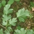 Leaf underside in July in Ukraine