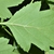 Leaf underside close-up in June in Arkansas County, Arkansas