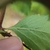 Leaf underside in June in Emanuel County, Georgia