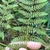 frond underside