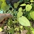 Leaves Underside in September in Gonzales County, Texas