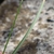 Leaf in April in Languedoc-Roussillon, France