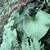 Leaf in April in Yilan, Taiwan