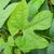 Leaf in April in Jujuy in Argentina
