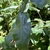 Close-up of long, strap-like leaf
