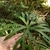 Leaf in August in Primoreye, Russia