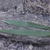 Leaf detail in August in Wake County, North Carolina
