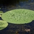 Leaf in August in Yevrey, Russia