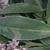 Leaf Closeup - May - Pender Co., NC