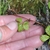 Leaf in July in British Columbia, Canada