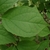 Leaf in July in Rutherford County, Tennesse