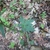 Stem showing deeply lobed hear-shaped leaves & a basal rosette