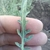 Mature leaf in June on Volgograd, Russia