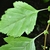 Leaf close-up in June in Arkansas County, Arkansas