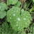 Leaves in June in Bronx, Newyork