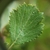 Leaf in June in Emanuel County, Georgia