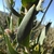 Leaf in June in West Coast County, South Africa