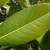 Ovate green leaf closeup in March