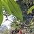 Leaf in May in Bogota County, Colombia