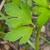 Single, ternate leaf with lobed leaflets. Hairy stem.