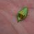 Buxus sempervirens 'Green Mountain Boxwood' leafminers