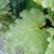 Leaf closeup in October in Christchurch, New Zealand