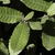 Leaves in October in Marin County, California