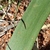 Leaf closeup. October. South Africa
