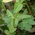 Leaves and stem in August in Macon County, North Carolina