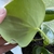 Underside of leaf
