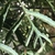 Leaf closeup of a potted plant