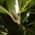 Leaf bud in March