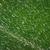 Leaf close-up in June in Windsor County, Vermont