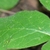 Leaf Closeup in June in Hastings County, California