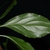 Leaf close-up in Clarke County, Alabama