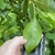 Leaf detail in June in Bridgeville, Maryland