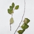 Leaves and stem in December in Kyiv, Ukraine