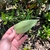 Leaf underside in August in Sao Paulo - Brazil