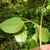Leaf underside in June in Buncombe County, North Carolina
