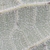 Grayish hairs on leaf underside in June. Grundy. Tennessee