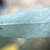 Leaf underside in October in Segovia, Spain