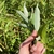 Leaf underside in September in Sagadahoc County, Maine
