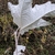 Leaf underside in November in Croydon County, United Kingdom
