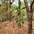 Leaves and Berries in October in Alabama