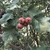 Berries & Leaves in September in Beijing, China