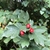 Leaves and berries in September in Switzerland