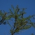 Leaves & Branches in September in La Pampa Province, Argentina