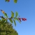 Leaves & Flowers in February in Los Lagos in Chile