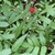 Leaves and fruit in August in Chester County, Pennsylvania