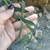 Leaves and stem in August in Sevastopol, Ukraine